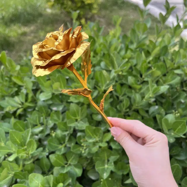 DIY 25cm