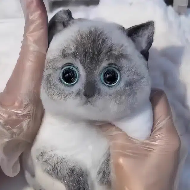 悦悦熊 猫咪捏捏乐 蓝白英短胖呼呼小猫咪 招财猫 软糯解压发泄 陪伴玩具公仔 模型