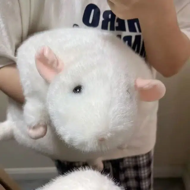 Brangdy 40cm55cm90cm