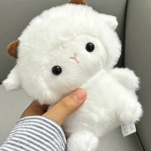 16cm