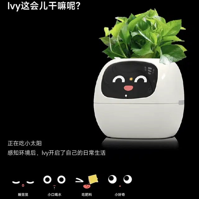 MYS AURORA MYS-C1IVY