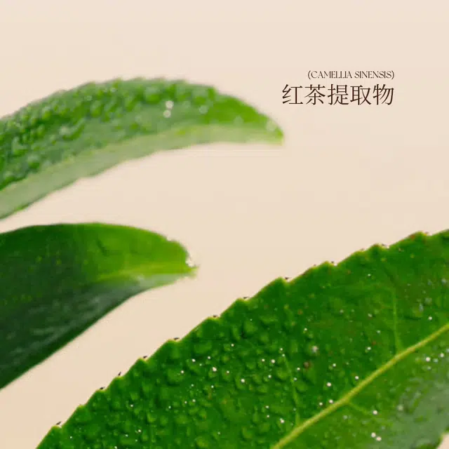 致朵 红茶酵母双抗闪光水 保湿舒缓紧致滋润清爽修护补水