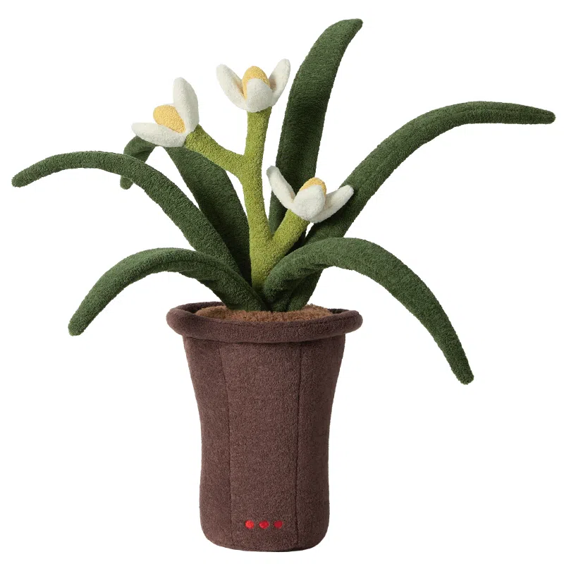 43cm